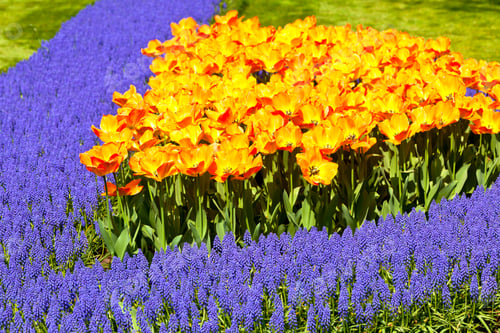 Preview: Bright flowerbed