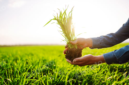 Preview: Young Green wheat seedlings in the hands of a farmer. Checking wheat field progress.
