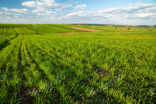Preview: Agricultural landscape. Rows on the field. Natural agricultural landscape at the summer time.
