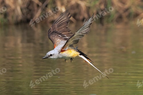 Preview: Long-tailed royal tyranny (Tyrannus forficatus) flying over a lake