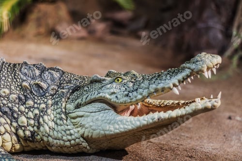 Preview: Close-up crocodile opens his mouth. Dangerous amphibian.