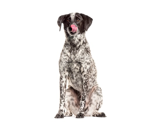 Preview: Cute black and white dog with tongue out sitting and licking his nose