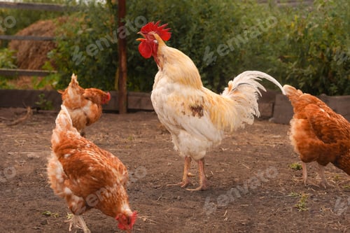 Preview: White rooster and hens walk around the farm in summer.