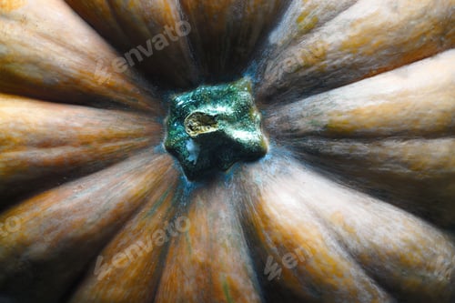 Abstract Close Up of Autumn Pumpkin