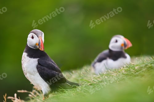 Preview: Puffins on Mykines cliffs with green nature background. Faroe islands birdlife