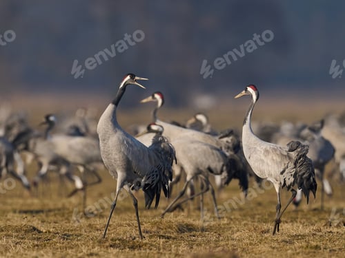 Preview: Common crane (Grus grus)