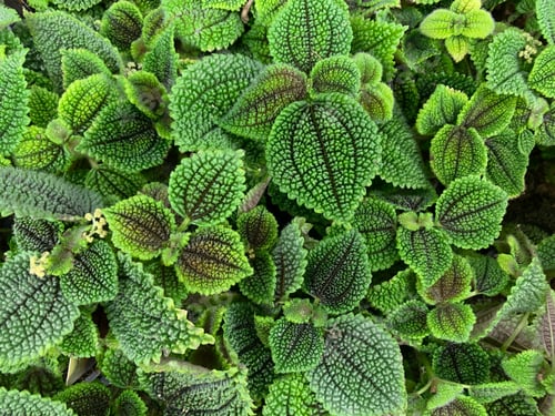 Preview: Green tropical leaves natural background
