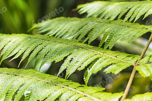 Preview: bright green fern leaves in the jungle