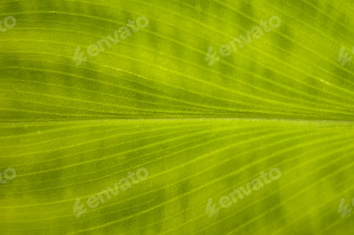 Preview: Abstract striped palm natural green background