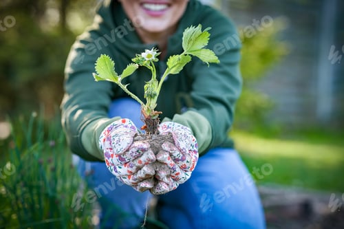 Preview: Young woman in the garden working on strawberry filed
