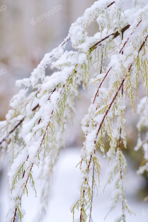 Preview: Trees, bushes, plants are covered with first snow. Fresh frosty weather. Botanical background.