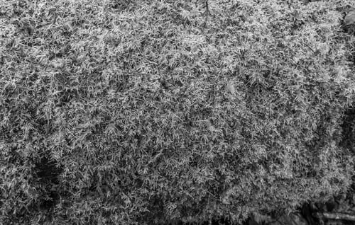 Preview: Moss Grows On A Rotting Log In The Pacific Northwest. Black And White Image.