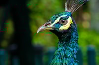 Preview: Male peafowl are referred to as peacocks, and female peafowl are referred to as peahens.
