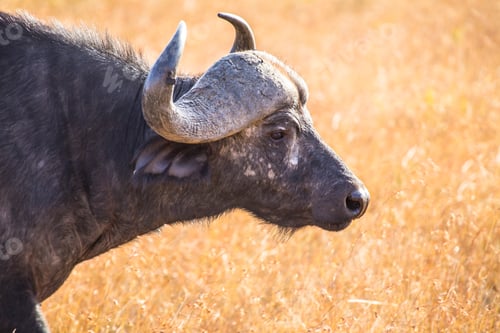 Preview: African buffalo looking right in the Masai Mara. Kenya