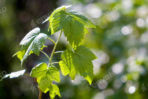 Preview: Close-up of growing currant sprout with beautiful bright fresh shiny leaves