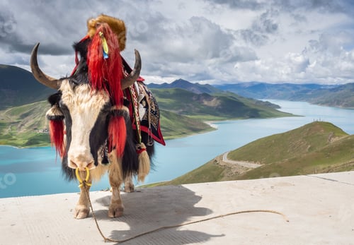 Preview: Saddled cow near river and hills