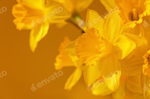 Preview: Close up of daffodils flowers on yellow background
