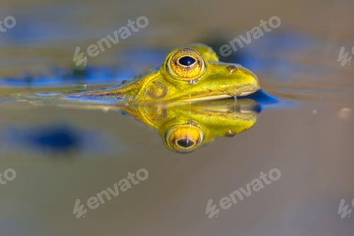 Preview: Pool frog head in water