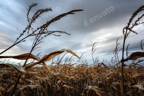 Preview: Frightening corn field in gloomy weather