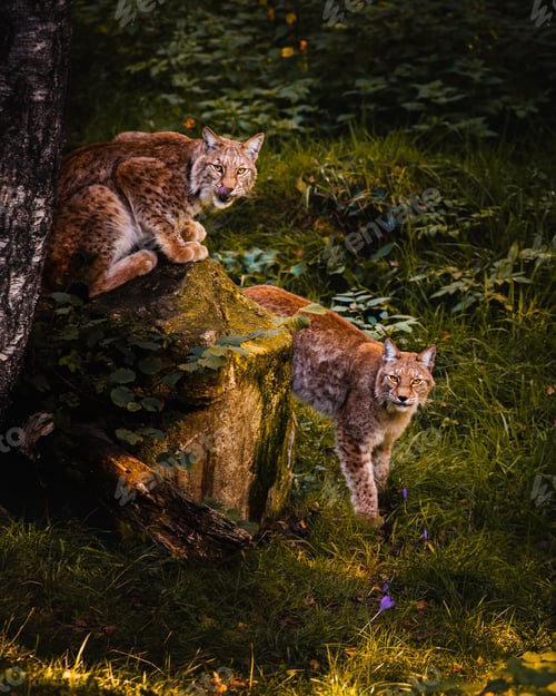 Preview: Two wild lynxes staring in the Pyrenees forest. Wildlife conservation Concept