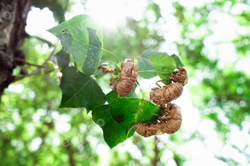Preview: The cicadas, Cicadidae, change their skin when they reach maturity and leave the exoskeleton