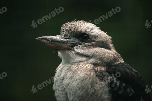 Preview: Kookaburra bird closeup, wild zoo animal