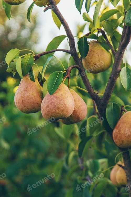 Preview: Pear harvest on the tree. Selective focus.