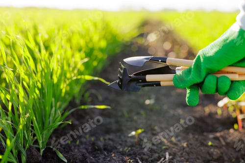 Preview: hands of an agronomist or farmer on a background of a green field, successful agribusiness