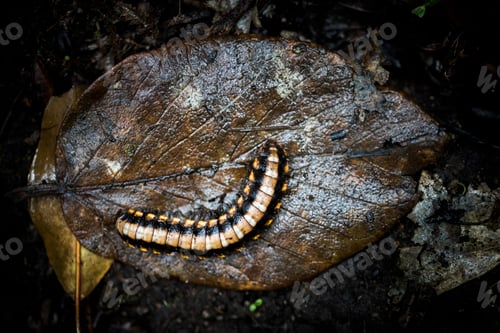 Preview: Centipede in Monteverde Cloud Forest Reserve, Puntarenas, Costa Rica, Central America