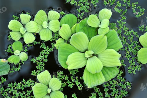Preview: Green water lily leaves in a pond