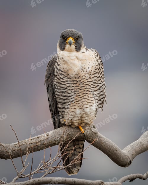 Preview: A Peregrine Falcon on a Tree