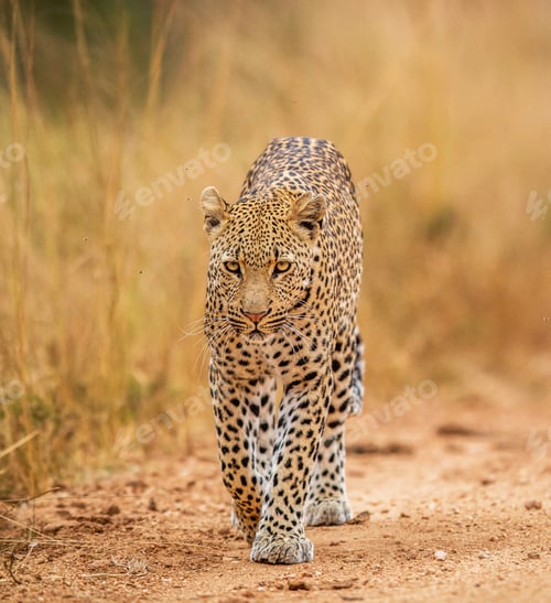 Preview: A Beautiful Wildlife photography pictures