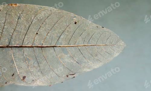 Preview: decaying leaf