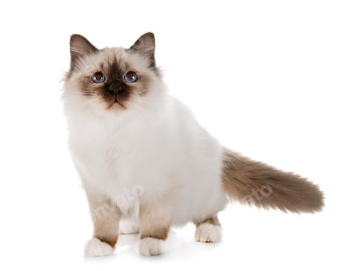 Preview: birman kitten in studio