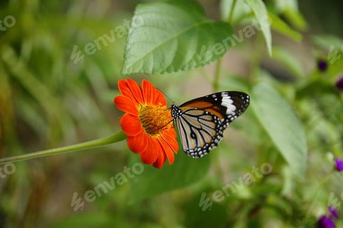 Preview: butterflies of tropical colors