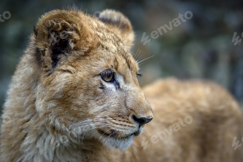 Preview: Close up lion cub portrait. Wildlife scene from nature
