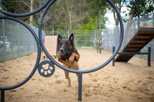 Preview: Portrait of a Belgian shepherd.