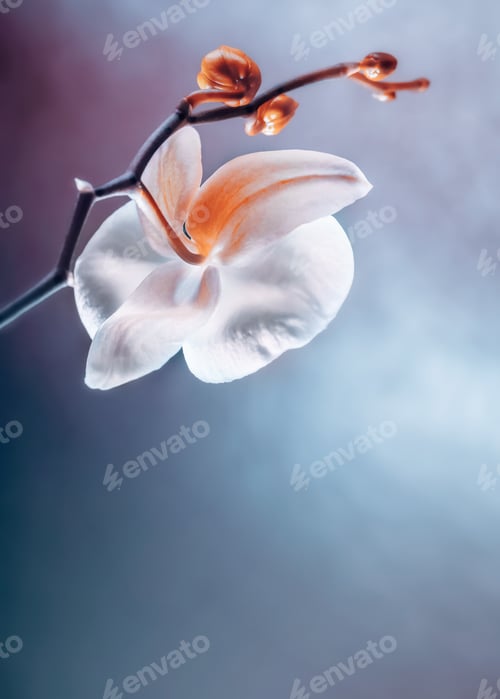 Preview: Elegant Orchid Blossom featuring Delicate Petals