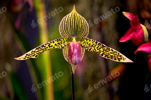 Preview: Orchid Blossom