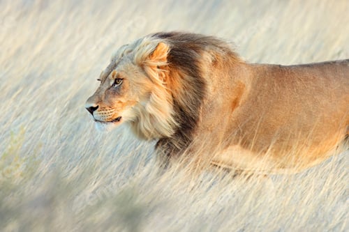 Preview: African lion portrait - Kalahari desert