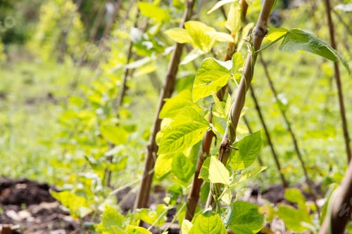 Preview: string bean in the garden
