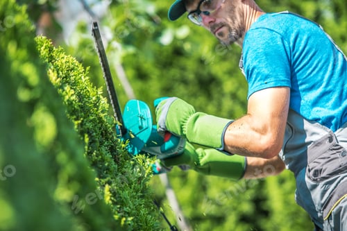 Preview: Thuja Shrub Trimming
