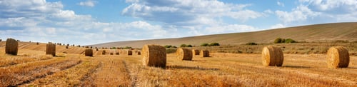 Preview: Panoramic view on straw bales lie on a sloping field