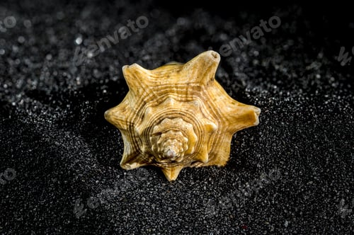 Preview: Strombus pugilis shell on a black sand background