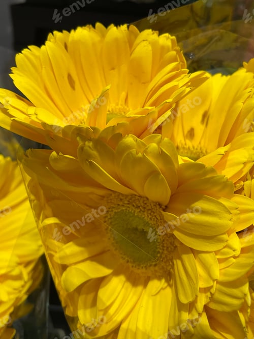 Preview: Flowers
