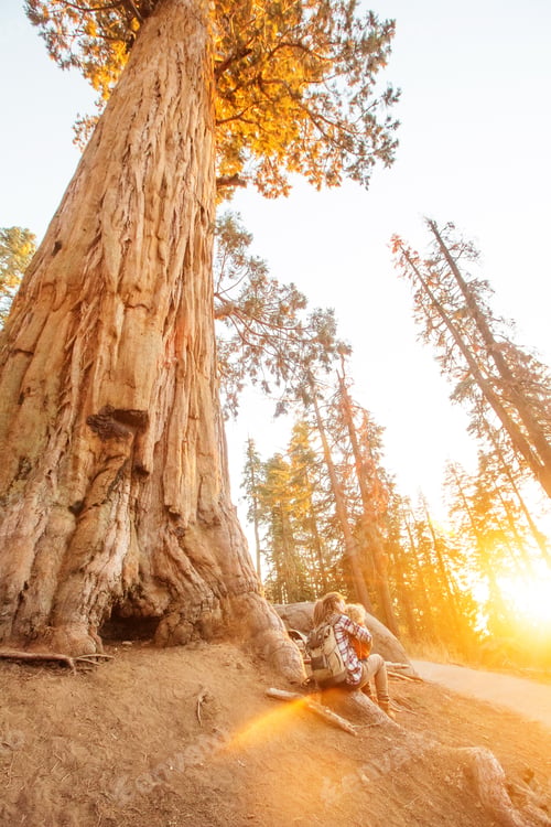 Preview: Family With Boy Visit Sequoia National Park In California, Usa