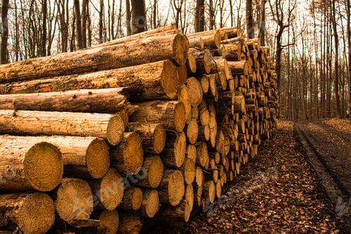 Preview: deforestation, cut down trees lie in a stack in the forest, collecting firewood