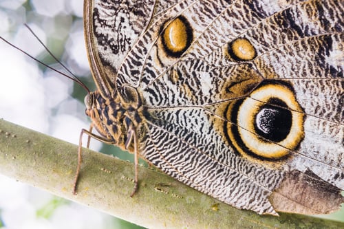 Preview: Owl Butterfly, Mashpi Cloud Forest, Choco Rainforest, Ecuador, South America