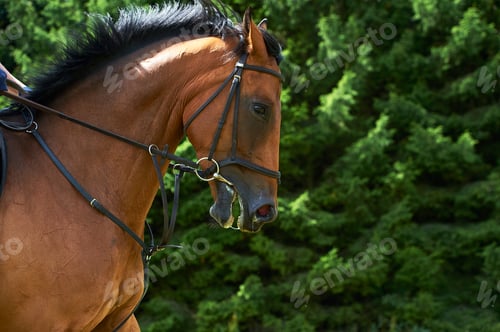 Preview: Cropped side view of horses head and shoulders