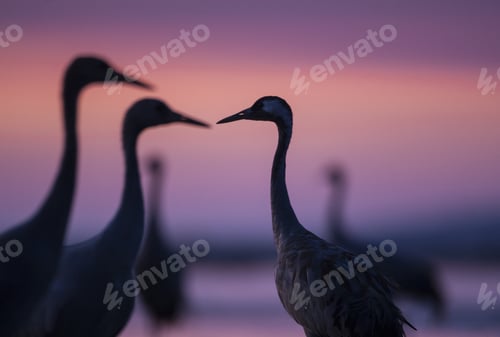 Preview: Common Cranes in autumn roosting site